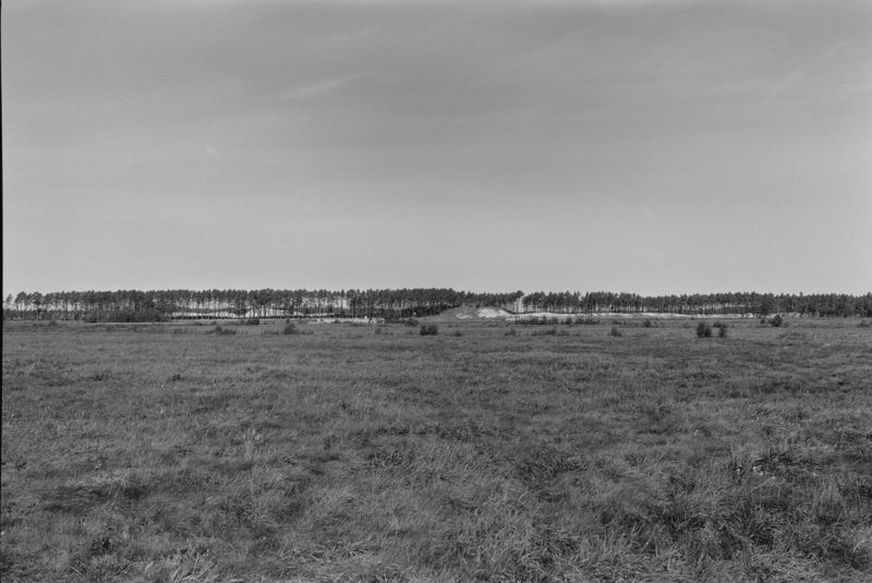 © Anna Jopp - Image from the Who's there to comfort the trees? [working title] photography project
