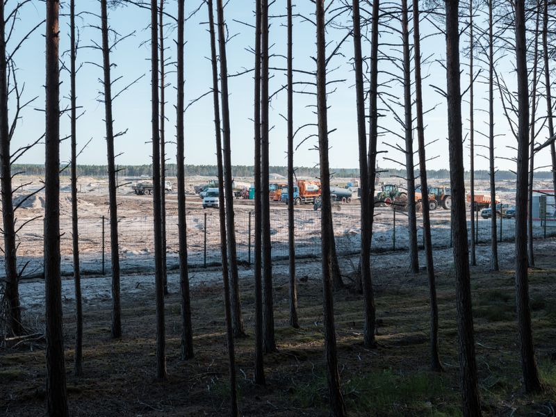 © Anna Jopp - Image from the Who's there to comfort the trees? [working title] photography project