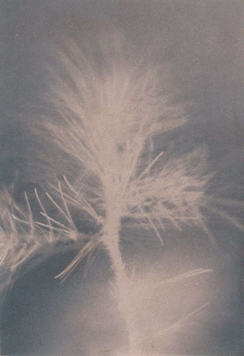 © Anna Jopp - Image from the Who's there to comfort the trees? [working title] photography project