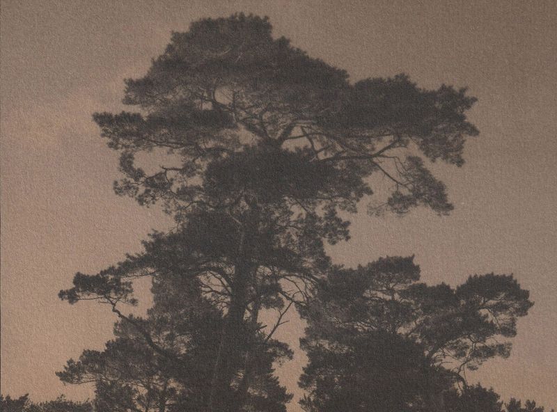 © Anna Jopp - Image from the Who's there to comfort the trees? [working title] photography project