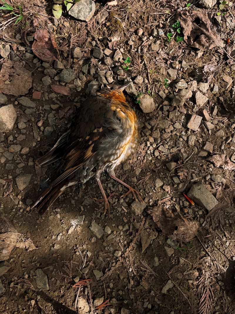 © Bobbi Barbarich - Image from the earth is not a cold dead place photography project