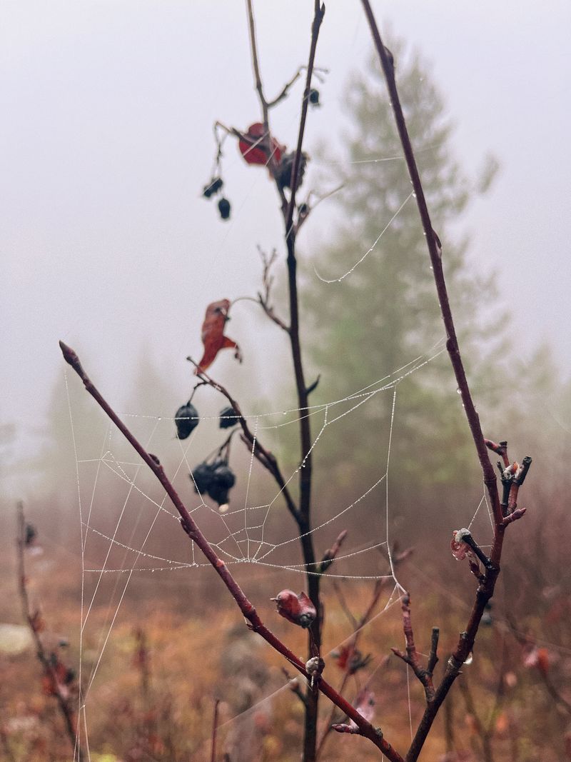 © Bobbi Barbarich - Image from the earth is not a cold dead place photography project