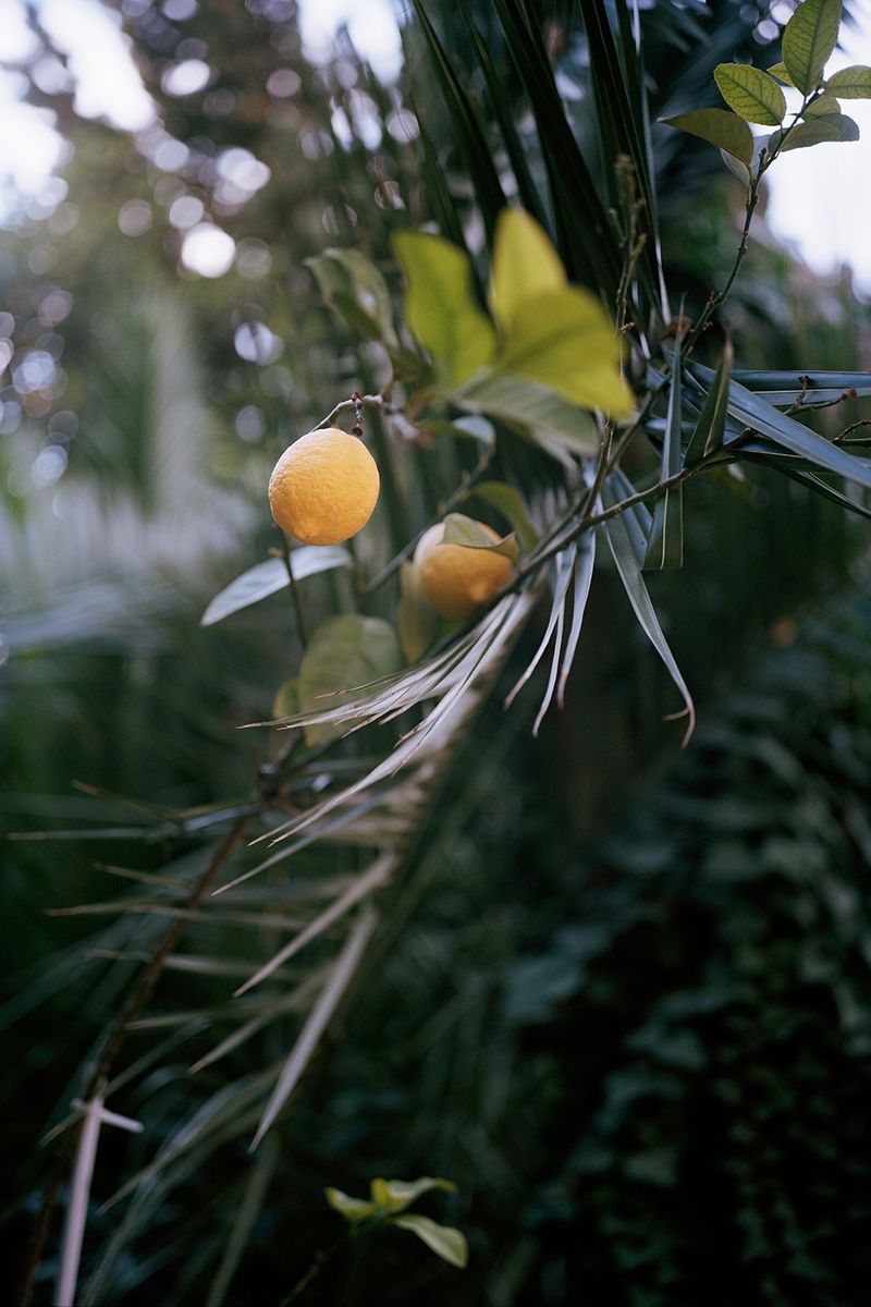 © Gaëtan SOERENSEN - Lemon tree in plot n°8 (II). Nablus 2022.