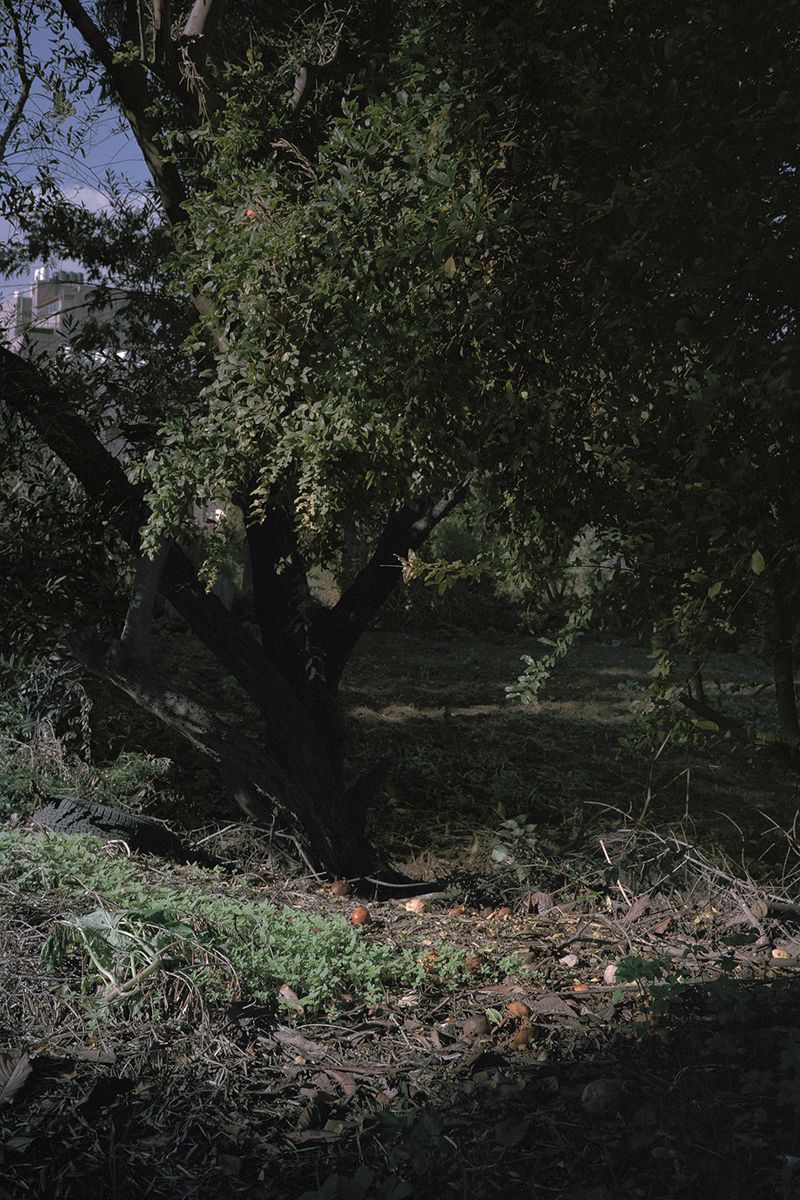 © Gaëtan SOERENSEN - Fruit tree (plot no. 8). Nablus 2022.