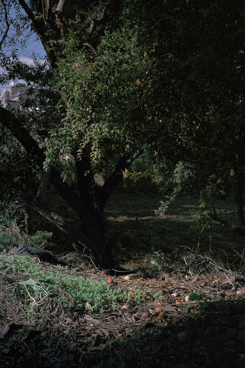 © Gaëtan SOERENSEN - Fruit tree (plot no. 8). Nablus 2022.