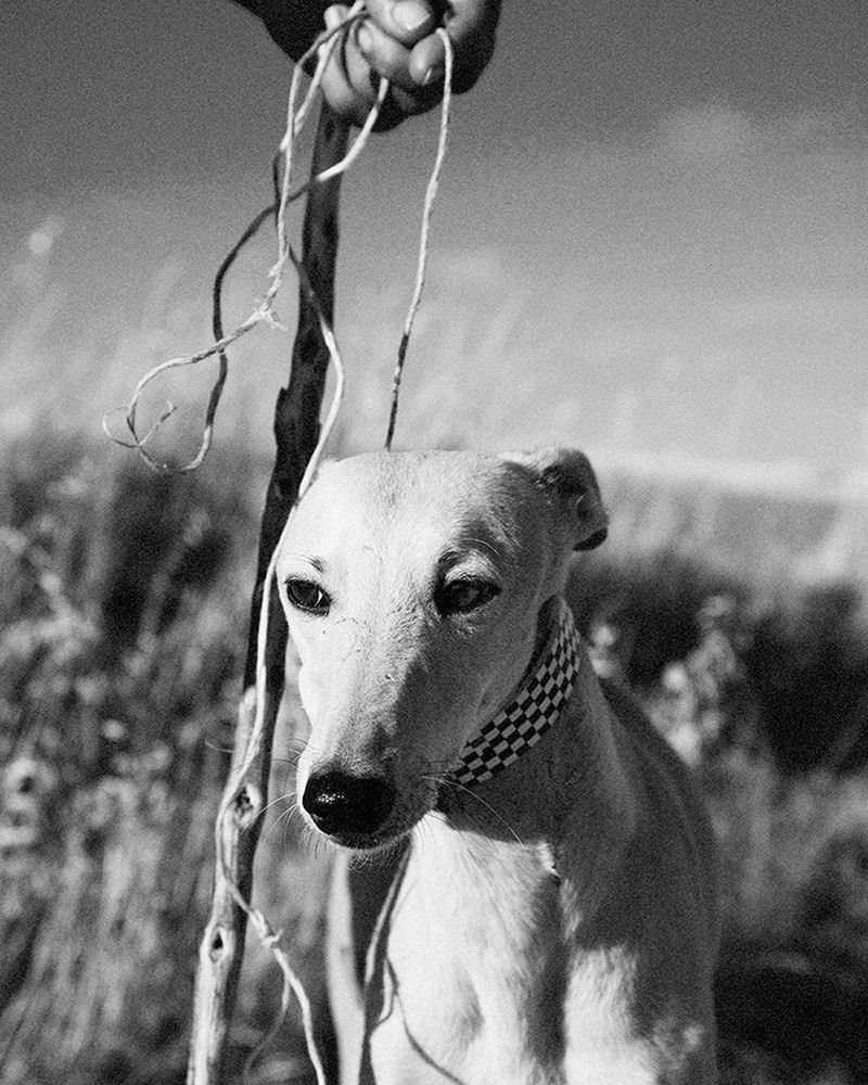 © Nathalie Mohadjer - dog on a leash