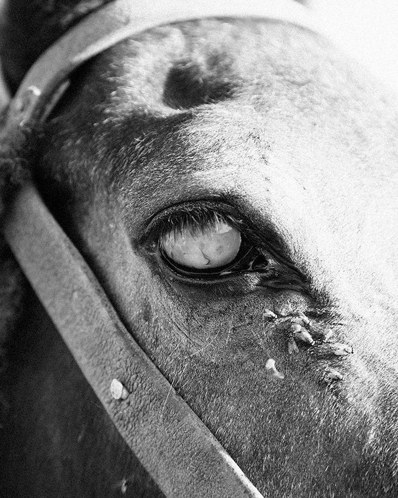 © Nathalie Mohadjer - blind horse