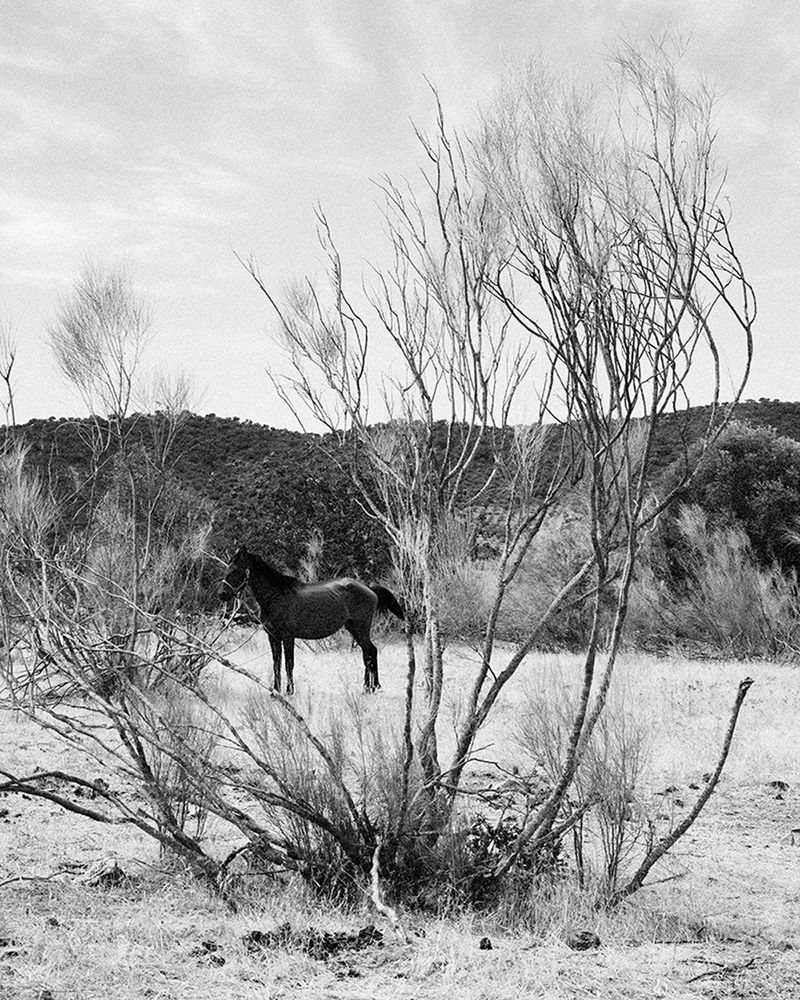 © Nathalie Mohadjer - horse behind the bushes