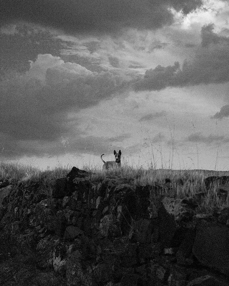 © Nathalie Mohadjer - dog at dusk