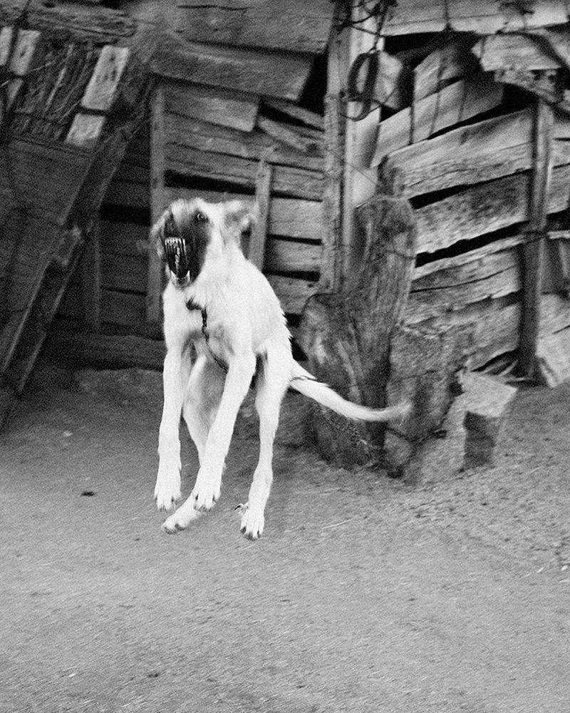 © Nathalie Mohadjer - jung dog barking