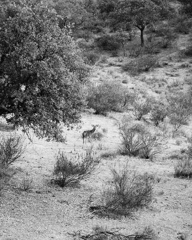 © Nathalie Mohadjer - deer