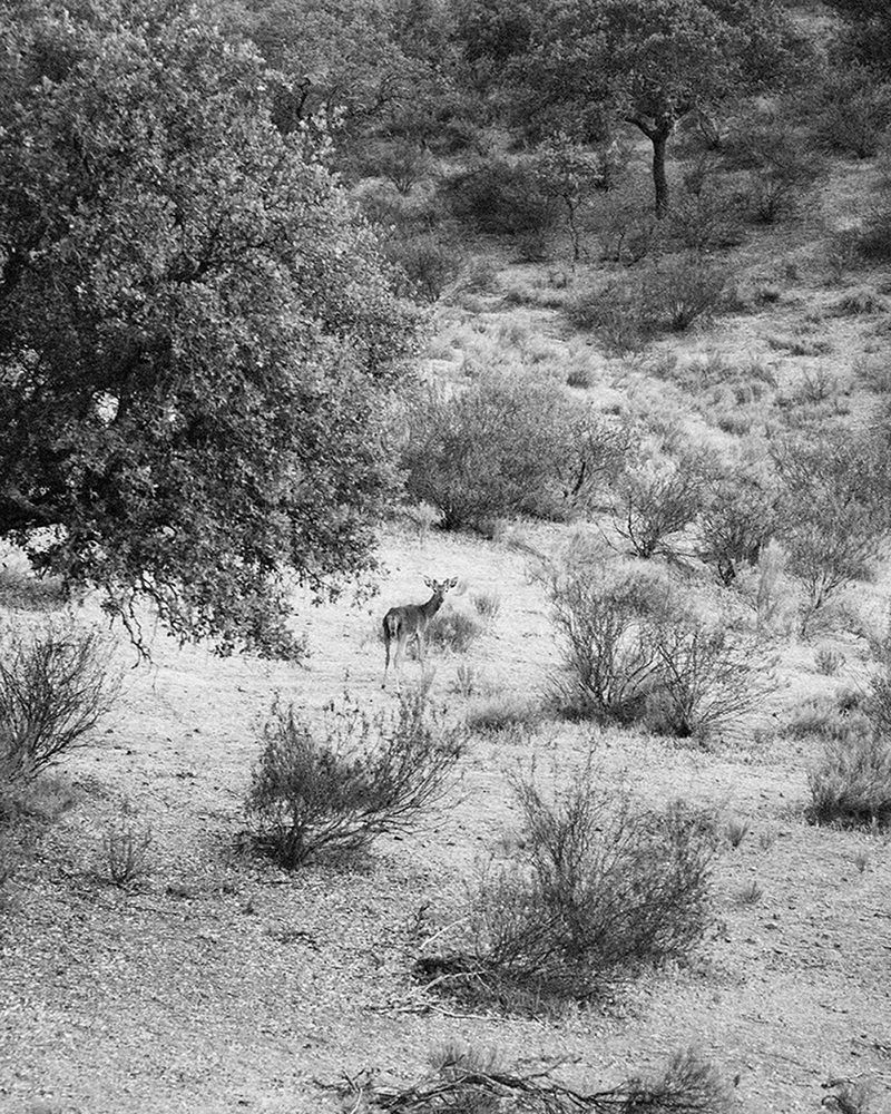 © Nathalie Mohadjer - deer