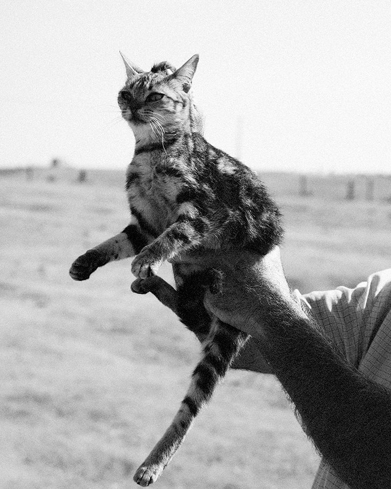 © Nathalie Mohadjer - wild cat