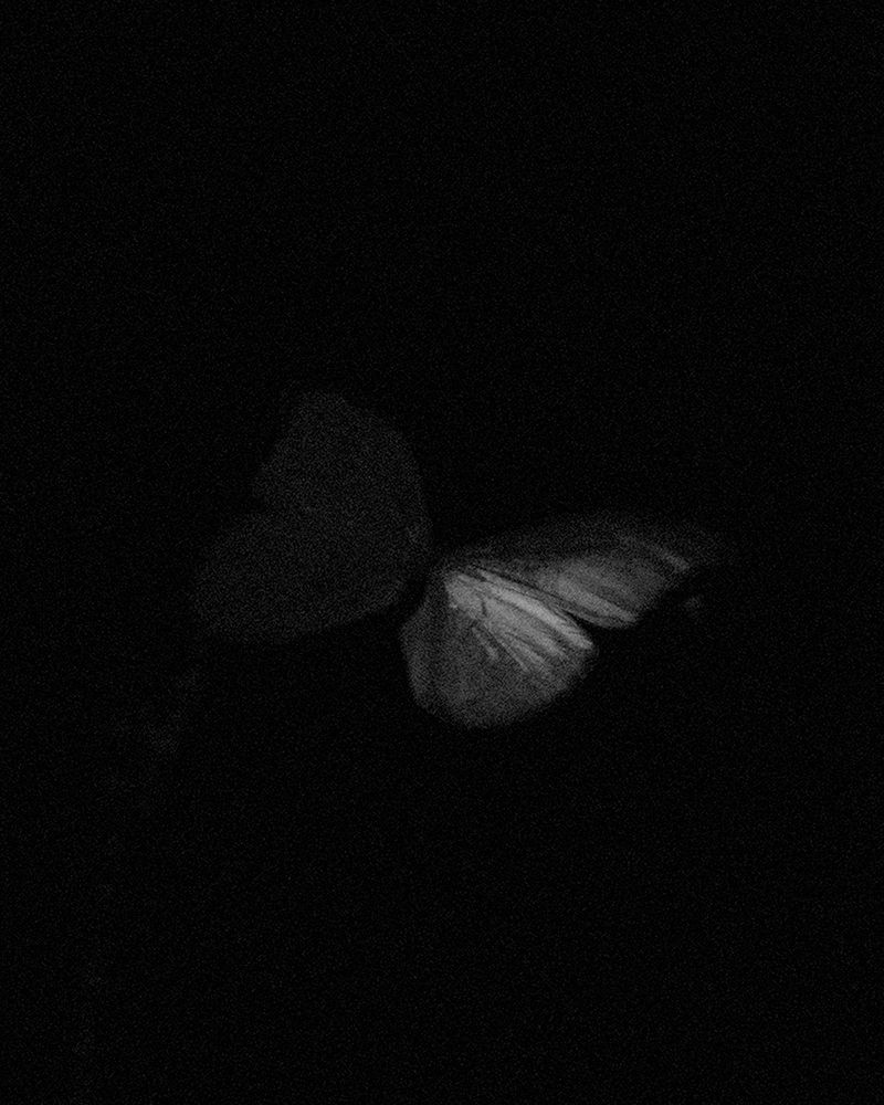 © Nathalie Mohadjer - butterfly at dusk
