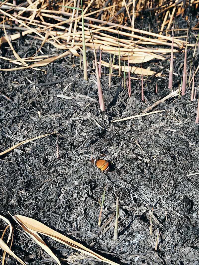 © Nathalie Mohadjer - Butterfly on burned land