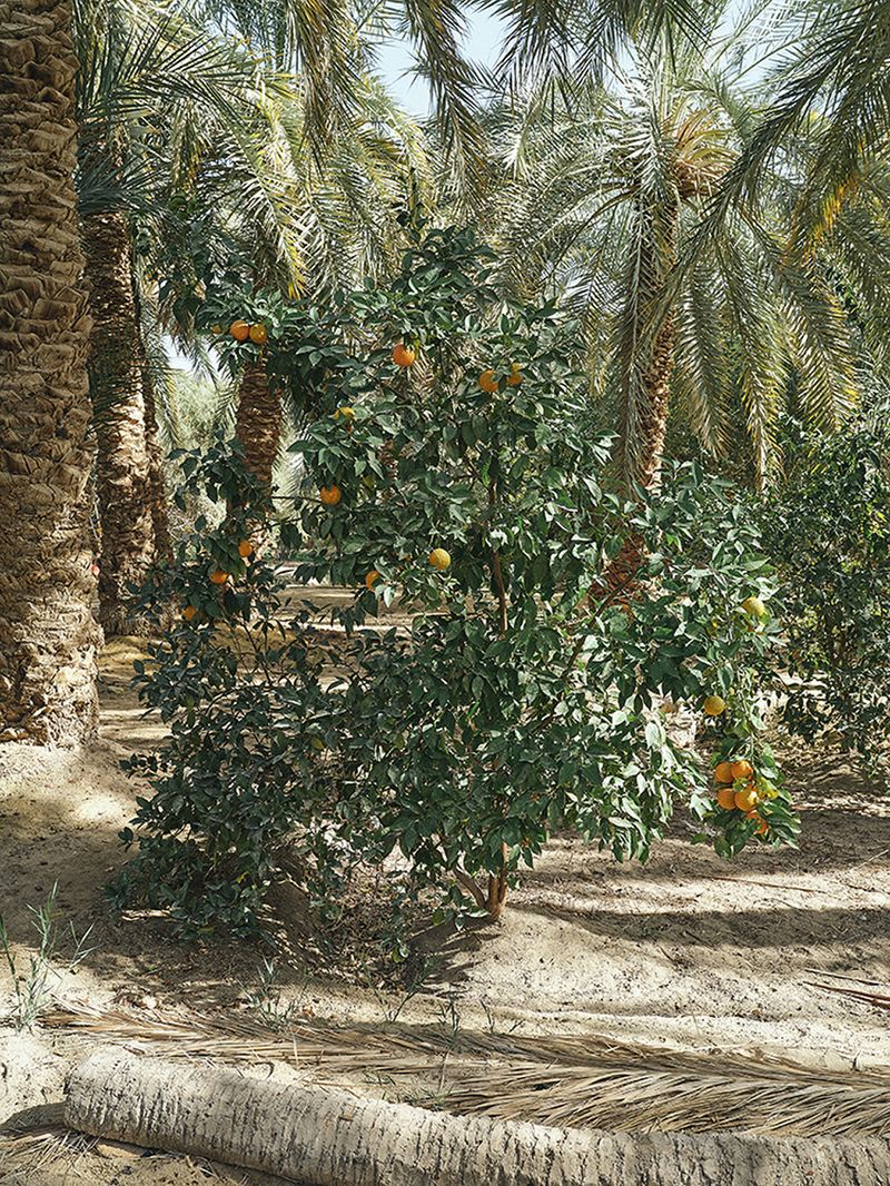 © Nathalie Mohadjer - Orange tree in Khalet's garden