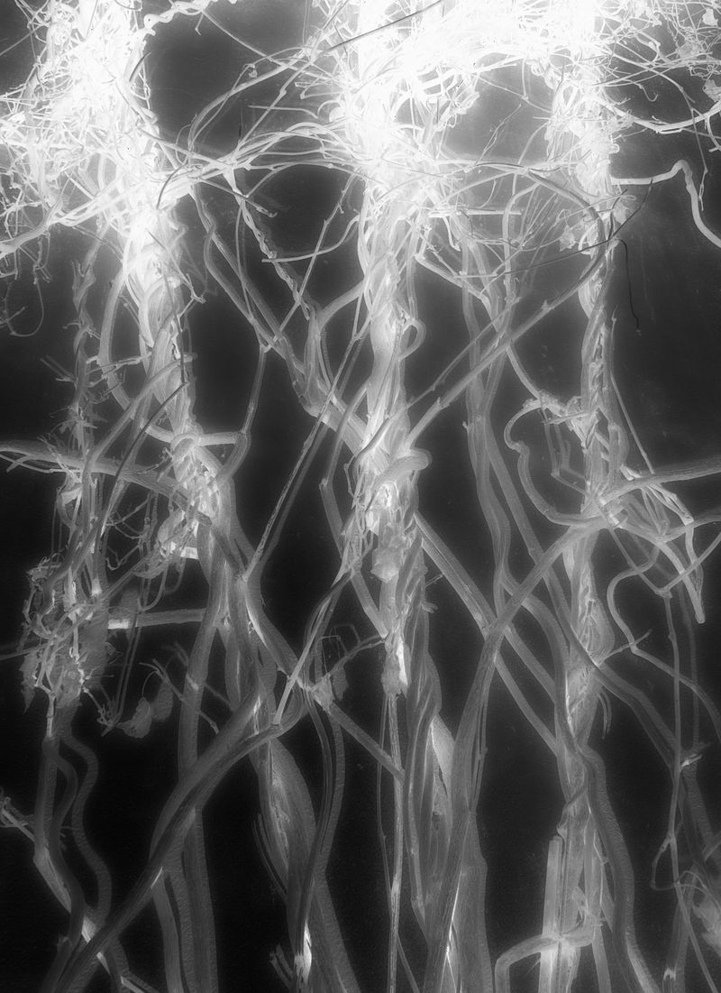 © Yevheniia Semenova - series 1/15 "sisterhood"