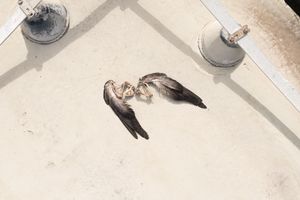 SVEGLI IN ATTESA DEL SOGNO