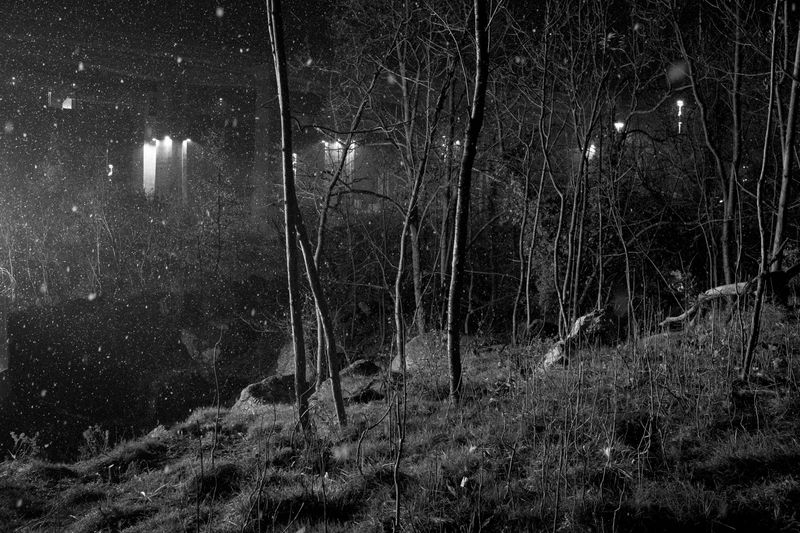 © giulio longo - View of the woods near one of the TAV construction site.