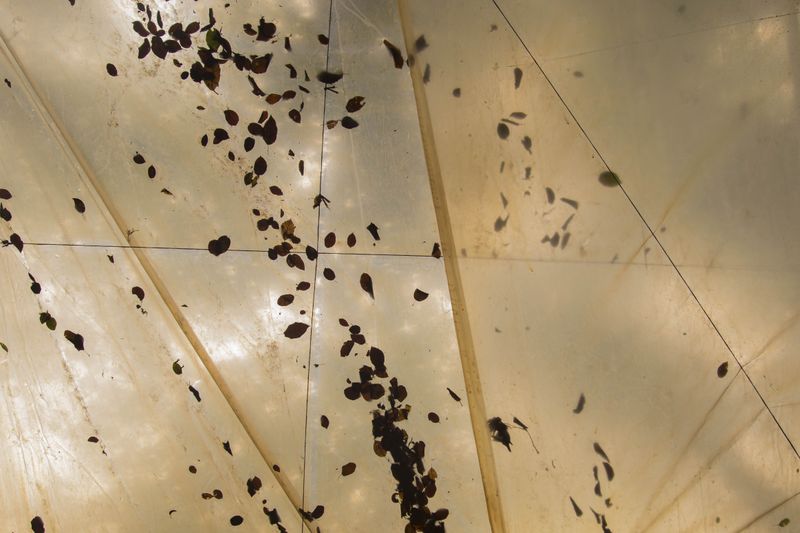 © Sana Ahmadizadeh - (Galan Province, North of Iran, 2018)