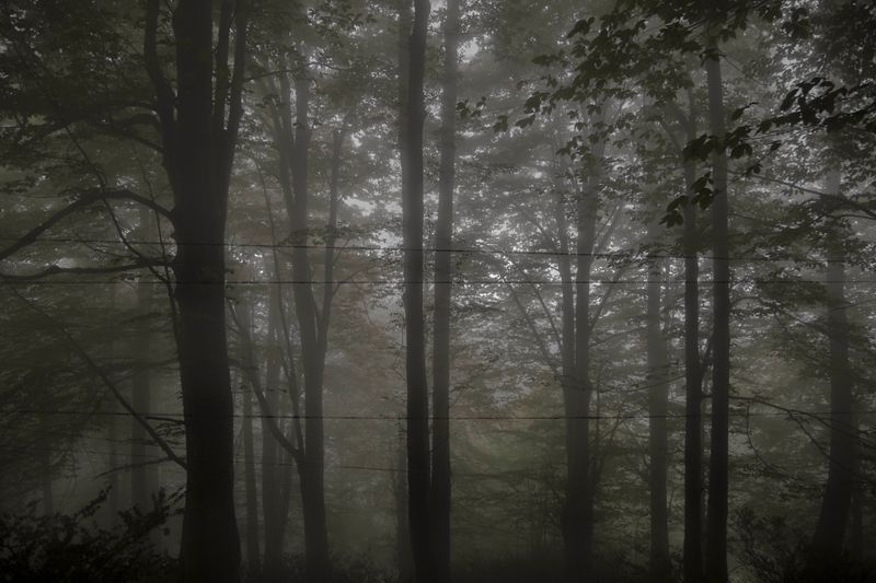 © Sana Ahmadizadeh - (Galan Province, North of Iran, 2018)