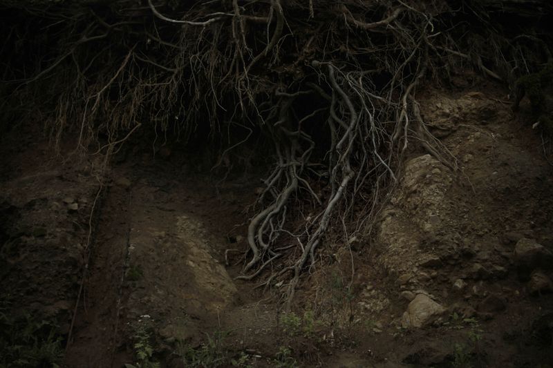 © Sana Ahmadizadeh - “Suspended roots” (Gilan Province, North of Iran, 2018).