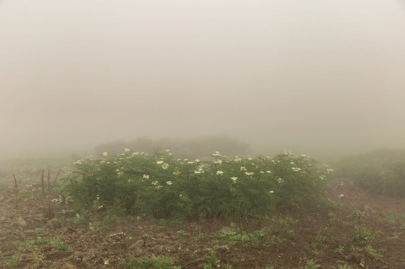 © Sana Ahmadizadeh - (Galan Province, North of Iran, 2018)