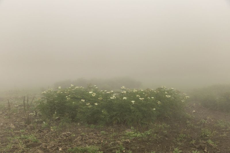 © Sana Ahmadizadeh - (Galan Province, North of Iran, 2018)