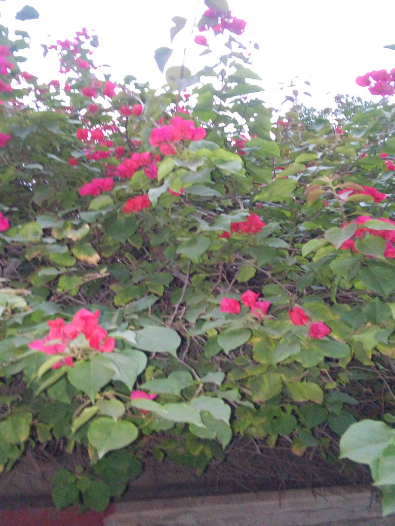 © Sana Ahmadizadeh - Image from the mother of isolation photography project