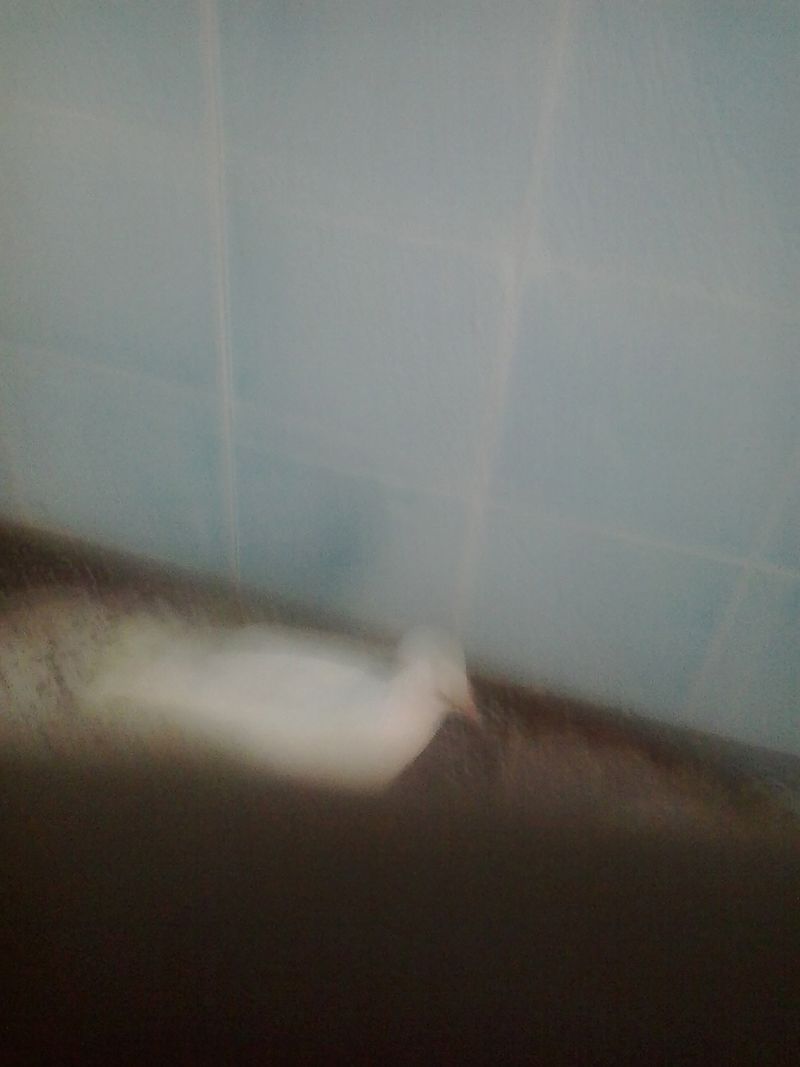 © Sana Ahmadizadeh - He lets out her screams toward his pigeon. cellphone taken by Shabnam on request to document her son. Ahvaz, Iran.