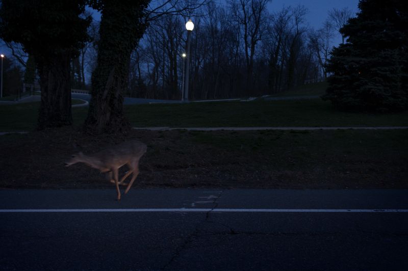 © Daria Addabbo - Red Bank, New Jersey