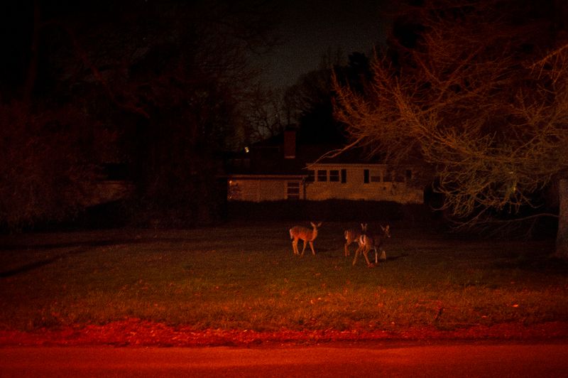 © Daria Addabbo - Red Bank - New Jersey