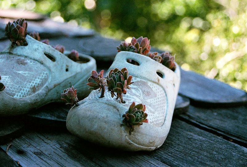 © Natalia - Little shoes are now used for plants.
