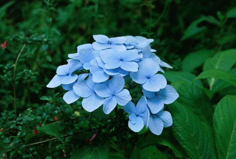 © Natalia - Blue flowers in the middle of nowhere.