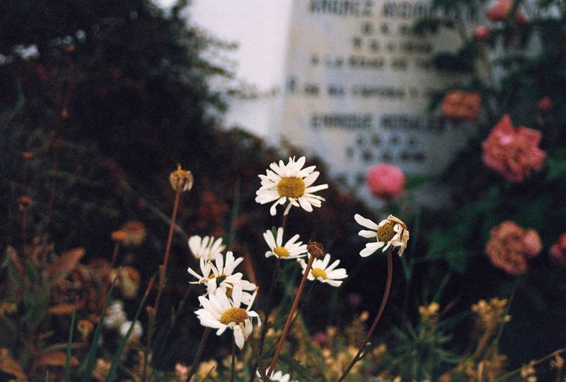 © Natalia - Dying flowers in 2020.