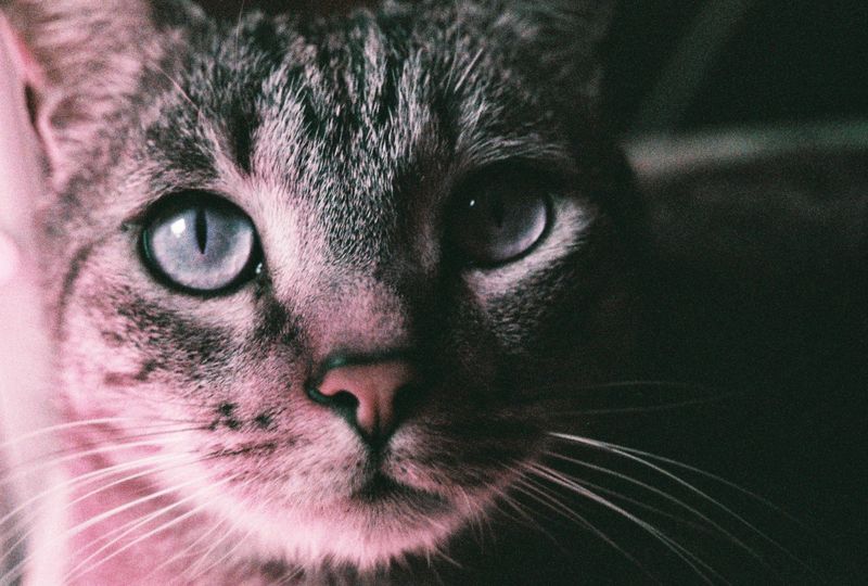 © Natalia - Cat waiting for his humans to come back home from a travel.