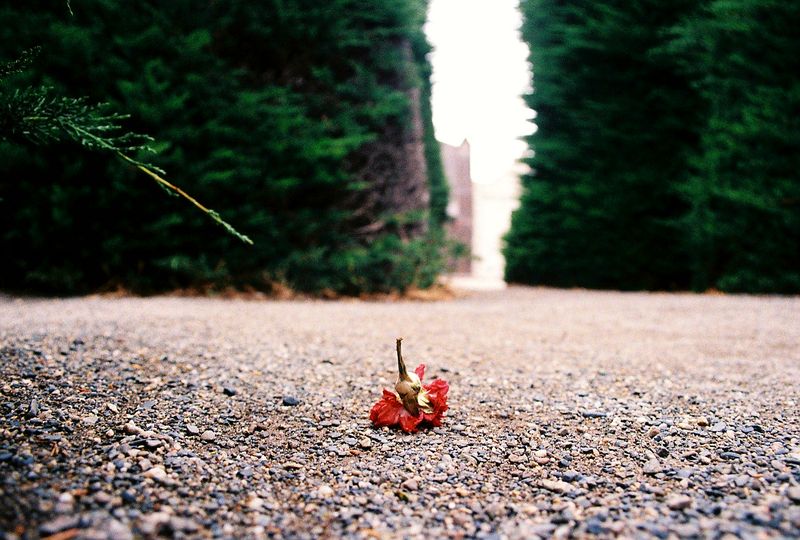 © Natalia - Someone dropped their flower.