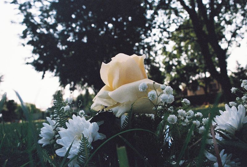 © Natalia - The flowers over my grandparents' grave.