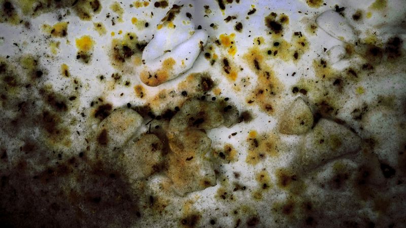 © Shanna Deneux - Image from the CLIMATE DOLLAR photography project