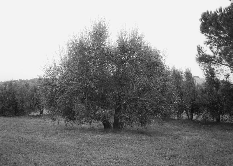 © Grazia Pachioli - Image from the Fragmento photography project