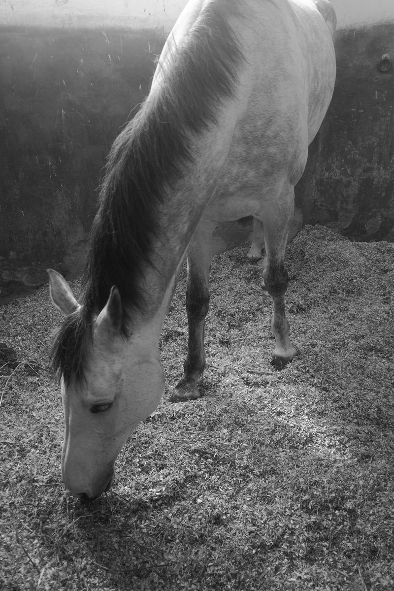 © Grazia Pachioli - Image from the Happyland photography project