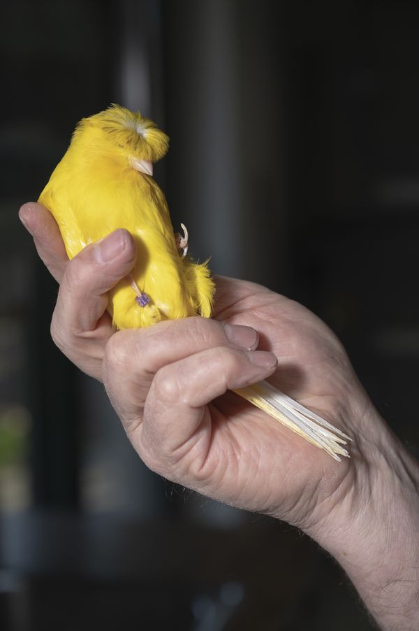 © Leonard Mann - Image from the pet me photography project