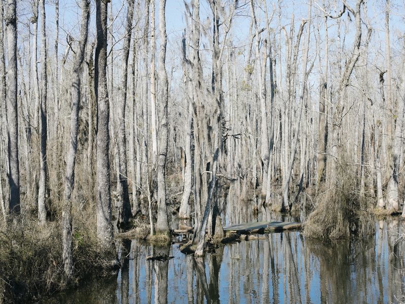 © Maria Sturm - Swamp #3