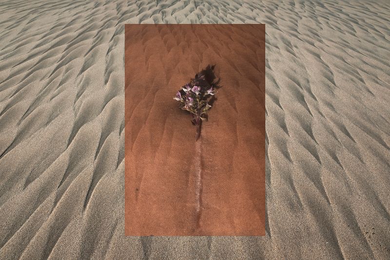 © Tania Barrientos - Basil flowers on Emma's scar and the marks left by the sea on the sand