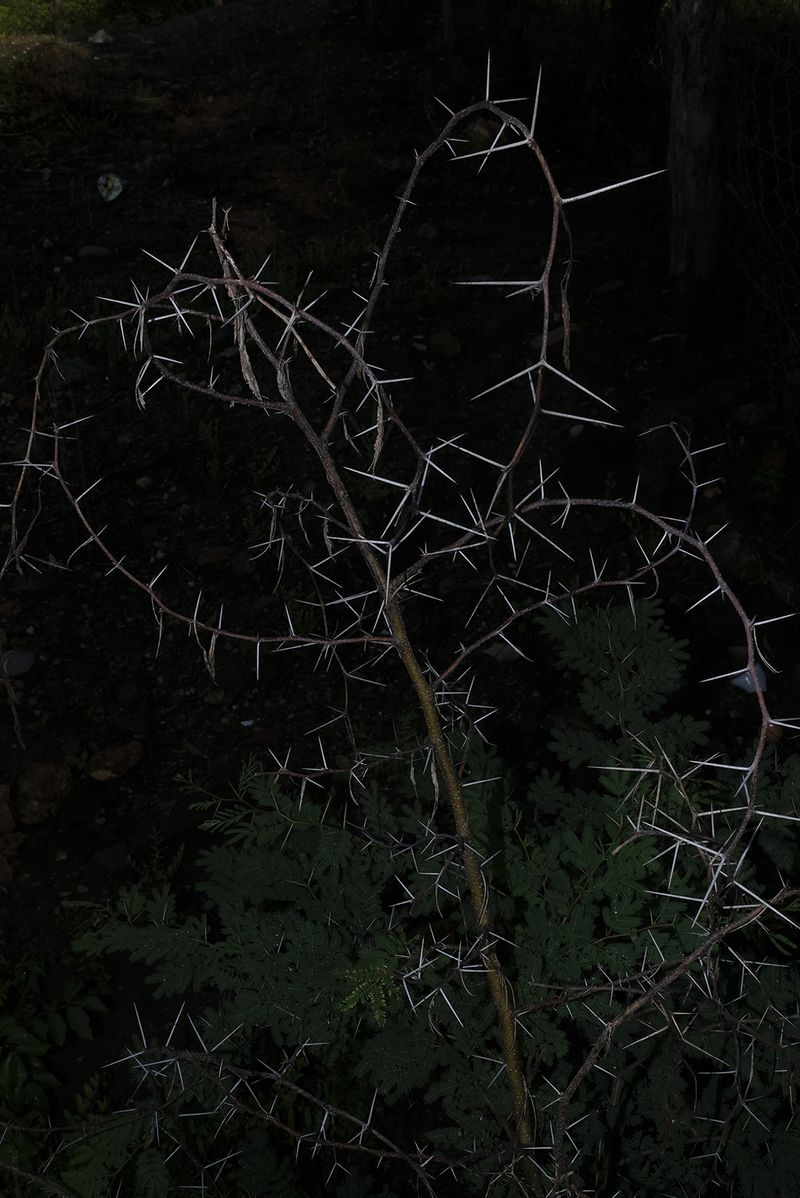 © Tania Barrientos - Image from the The wound and the mend photography project