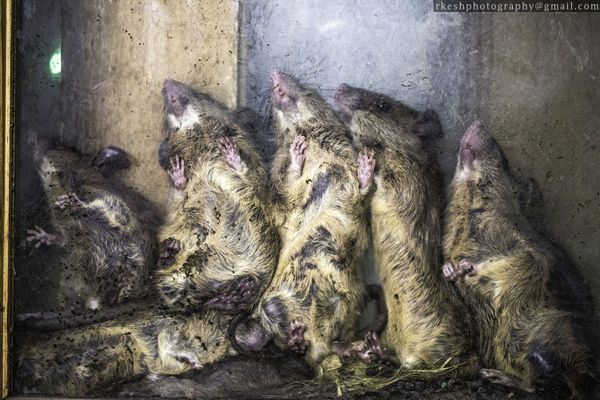 © Rakesh Shrestha - Image from the sOCIoPIc (sociopic) photography project