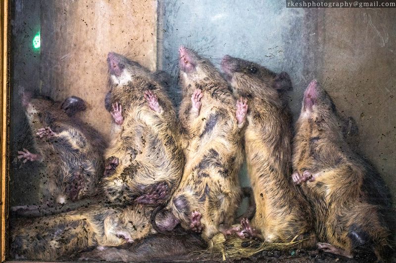 © Rakesh Shrestha - Image from the sOCIoPIc (sociopic) photography project