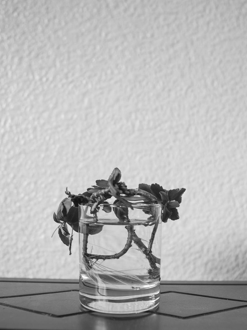 © Chloe Alexandra Davies - Re-growth.