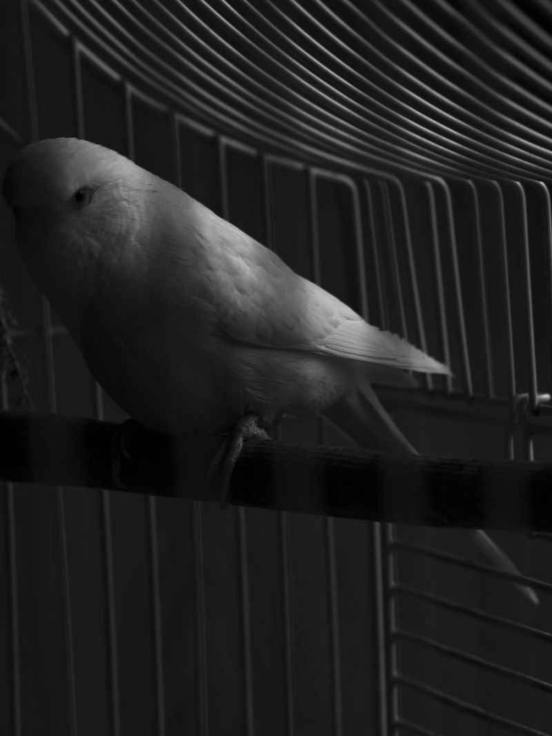 © Chloe Alexandra Davies - Caged like a bird.