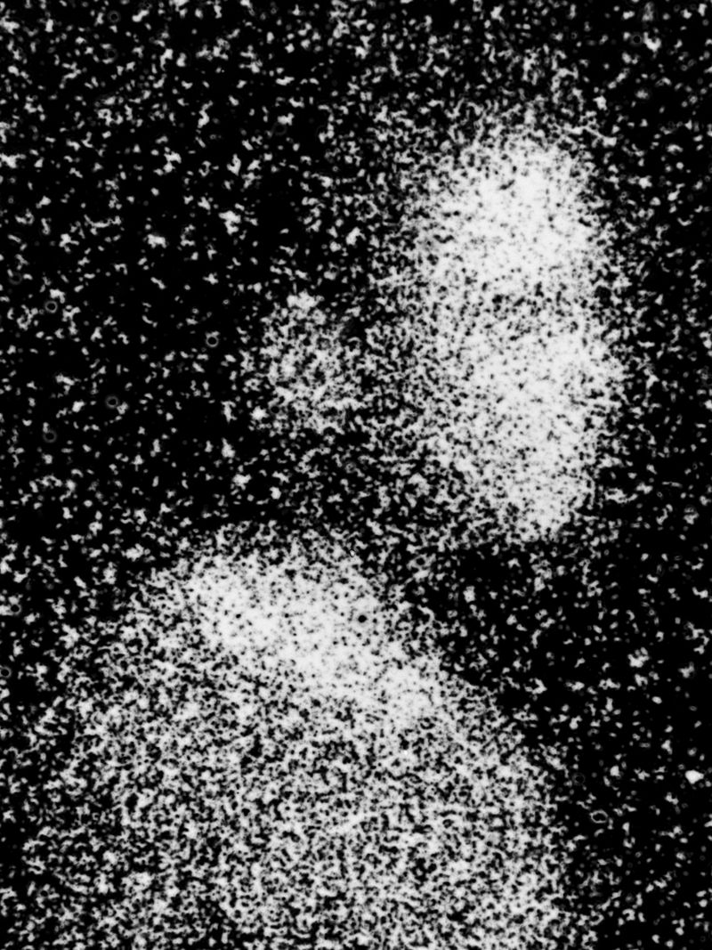 © Maxim Ivanov - Pavel Arkhipov from Saint Petersburg. Close-up portrait taken on film through a microscope.